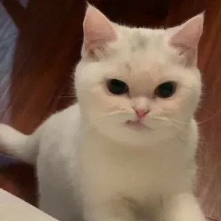 🐾 cat, white cat, pet, animal, kitten, domestic animal telegram sticker