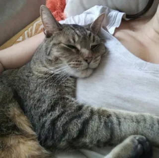 😺 chat, animal de compagnie, animal, chat domestique, félin, mammifère telegram sticker