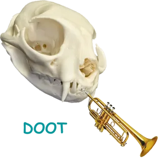 💀 cat skull, skull, trumpet, music, bones telegram sticker