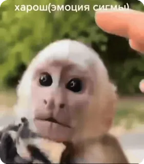 👍 харош(эмоция сигмы) scimmia, animale, meme, faccia sigma whatsapp sticker