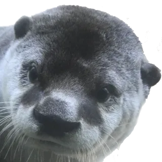 😒 выдра, животное, млекопитающее, дикая природа, природа, милый telegram sticker