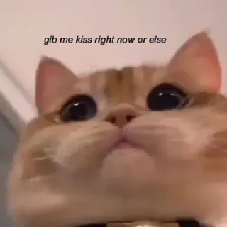 🥺 gib me kiss right now or else gato, beijo, meme, animal, animal de estimação, humor telegram sticker