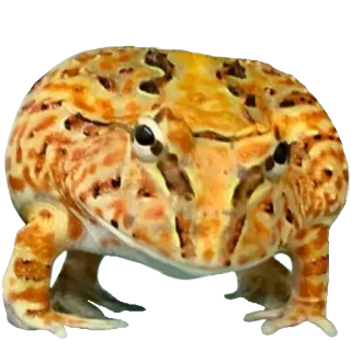 ❤️ rã, anfíbio, animal, animal exótico, vida selvagem whatsapp sticker