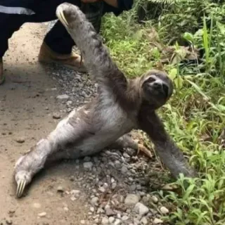 😍 bradipo, animale, carino, fauna selvatica, natura telegram sticker