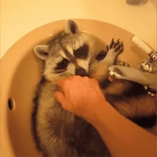 🚰 енот, животное, ванна, милый, стирка telegram sticker