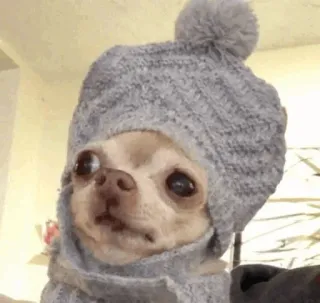 🐩 dog, chihuahua, hat, scarf, winter, cute, animal, pet telegram sticker
