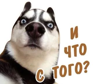 Animals Army @stickersb2b telegram stickers
