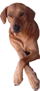 👸 cane, animale, animale domestico, carino, cane marrone telegram sticker
