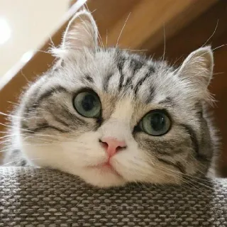 😶 cat, animal, pet, cute, eyes whatsapp sticker