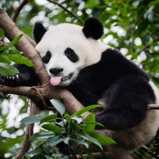 ✨ Panda, Tier, Niedlich, Faul, Baum, Natur, Säugetier telegram sticker