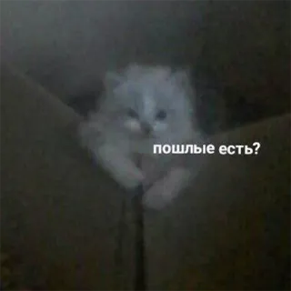 😌 пошлые есть? kotek, pudełko, rosyjski, pytanie telegram sticker