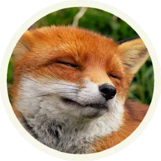 ☺️ vos, dier, wildlife, schattig, natuur, zoogdier, oranje telegram sticker