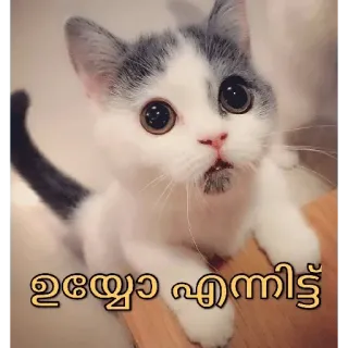 😂 ഉയ്യോ എന്നിട്ട് kat, kitten, schattig, dier, huisdier telegram sticker
