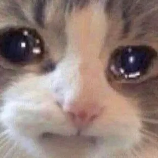 🐈 kucing, menangis, meme, sedih, binatang, hewan peliharaan telegram sticker