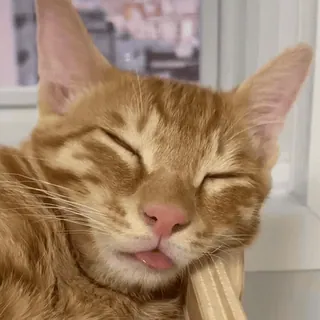 😴 Katze, schlafend, Tier, Haustier, süß, Hauskatze, orange Katze telegram sticker