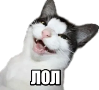 😂 ЛОЛ cat, lol, funny, meme telegram sticker