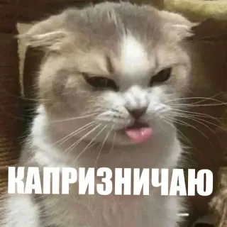 😠 КАПРИЗНИЧАЮ cat, animal, meme, expression, russian, tongue telegram sticker