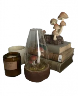 🪃 mushroom, books, vintage, cottagecore, candle, still life, decor telegram sticker
