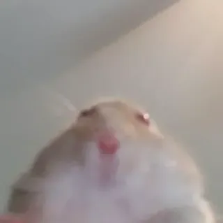 😳 hamster, rongeur, animal de compagnie, animal, gros plan, mammifère telegram sticker