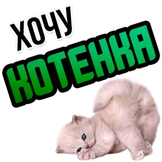 😹 ХОЧУ
КОТЕНКА Katze, Kätzchen, süß, haben wollen, Haustier, Tier whatsapp sticker