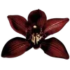 🩸