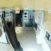 🐱