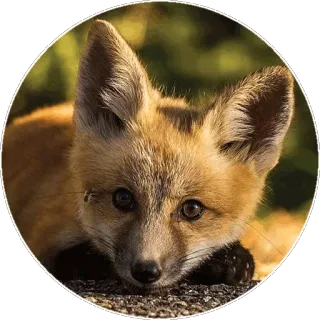 🦊 fuchs, tier, natur, wildtier, säugetier, porträt telegram sticker