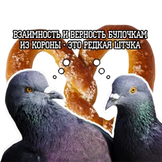 Pigeon and philosophy telegram stickers