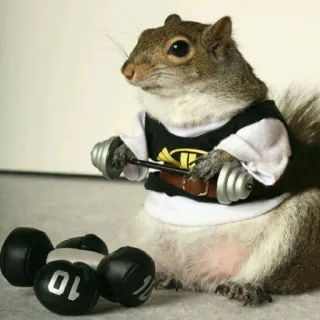 🐿 squirrel, weightlifting, fitness, animal, exercise, gym telegram sticker