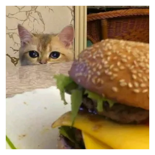 😢 kucing, burger, makanan, hewan, lapar telegram sticker