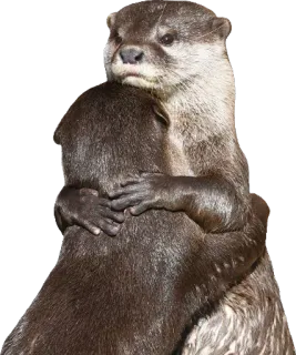 👬 wydra, zwierzęta, słodkie, przytulanie, przyjaźń, miłość, urocze telegram sticker