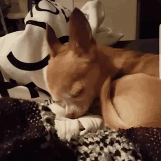 😴 chien, chihuahua, dormir, mignon, animal de compagnie, animal telegram sticker