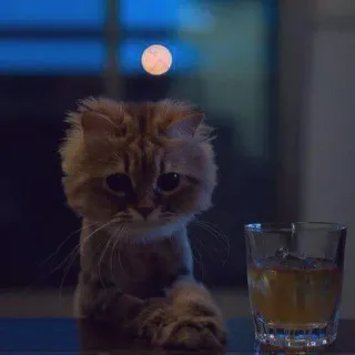 😔 cat, alcohol, drink, whiskey, moon, night telegram sticker