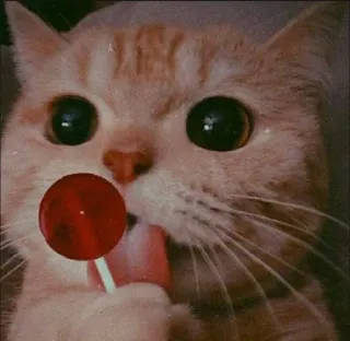 🤳 猫, 棒棒糖, 可爱, 动物, 甜, 糖果 telegram sticker
