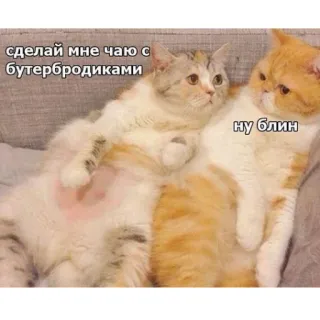 🥪 сделай мне чаю с бутербродиками gatti, animali, divertente, tè, panino whatsapp sticker