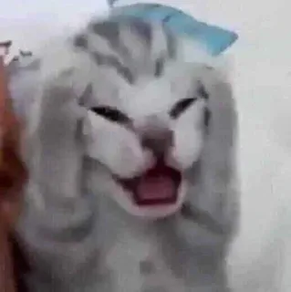 😵 crying cat whatsapp sticker