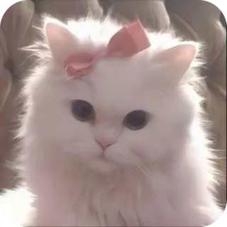 👍 gatto, animale domestico, animale, carino, nastro, soffice, bianco telegram sticker