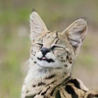 😋 Serval, Katze, Tier, süß, lustig, Meme whatsapp sticker