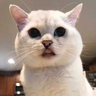 😝 кот, белый кот, милый, питомец, животное, домашний telegram sticker