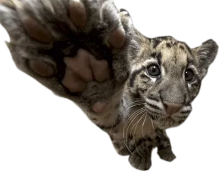 ✋ Nebelparder, Junges, Tier, Wildtier, Säugetier, süß, Katze telegram sticker