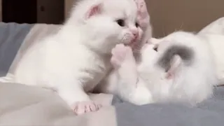 🥰 котёнок, кошка, животное, милый, питомец, пушистый whatsapp sticker