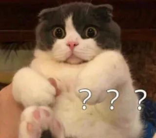 😒 ??? gato, confundido, pregunta, pegatina, lindo, animal telegram sticker