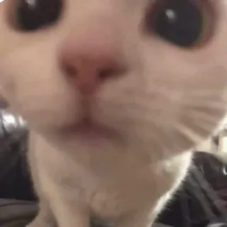 😽 猫, 動物, ペット, 家畜, 白猫, 哺乳類 telegram sticker