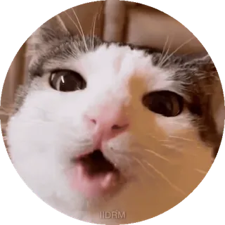 😋 gatto, divertente, animale, meme, animale domestico, carino telegram sticker