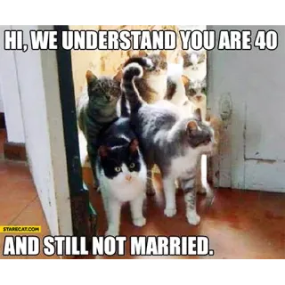 😹 HI, WE UNDERSTAND YOU ARE 40
AND STILL NOT MARRIED. gatos, matrimonio, humor, edad, relación telegram sticker