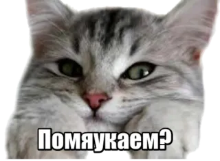 😏 Помяукаем? cat, animal, pet, cute, funny, meme telegram sticker