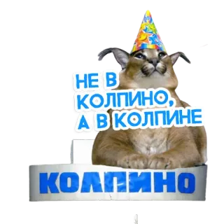 🙅‍♀️ НЕ В КОЛПИНО, А В КОЛПИНЕ
КОЛПИНО kot, śmieszne, Kołpino, mem, impreza, rosyjski telegram sticker