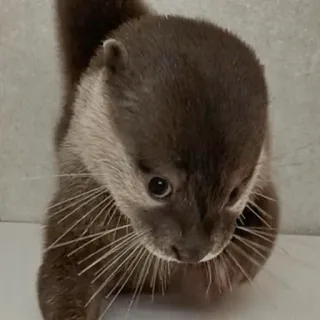 🥺 Loutre, Animal, Mignon, Faune sauvage, Mammifère telegram sticker