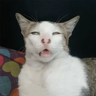 🐈 แมว, สัตว์, สัตว์เลี้ยง, แมวขาว, แมวตลก, แมวง่วง telegram sticker