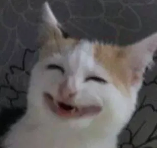 😐 cat, animal, pet, mammal, happy telegram sticker